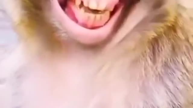 Monkey smile