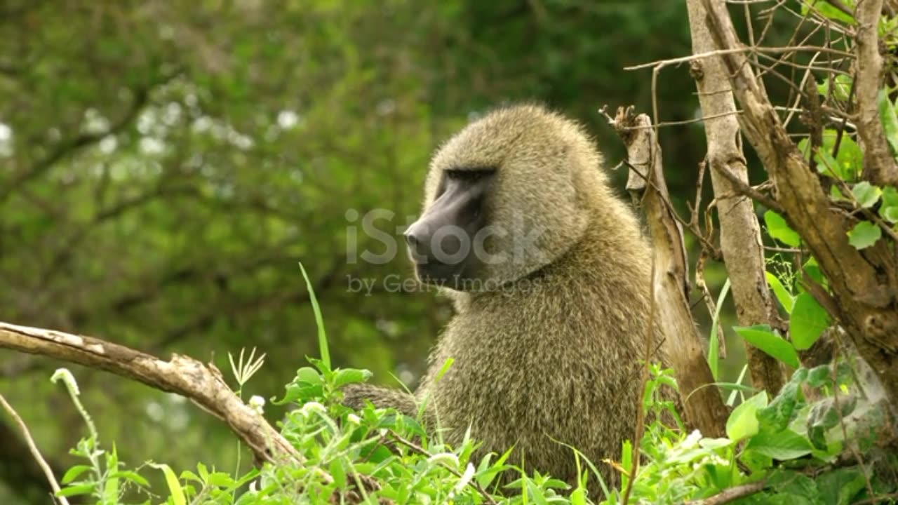 Adult baboon looking around and looking at the camera while sitting behind some branches