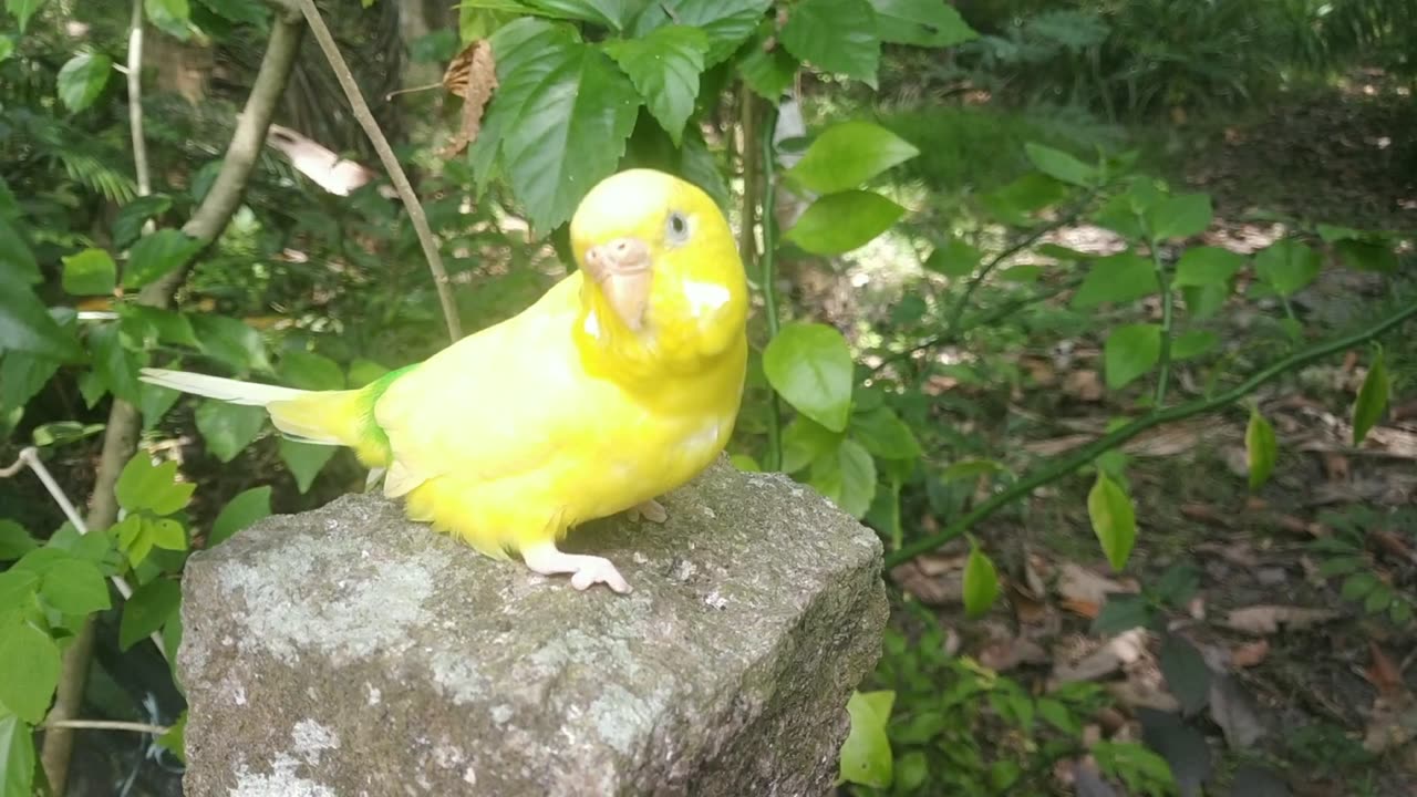 They love nature and always need someone around them