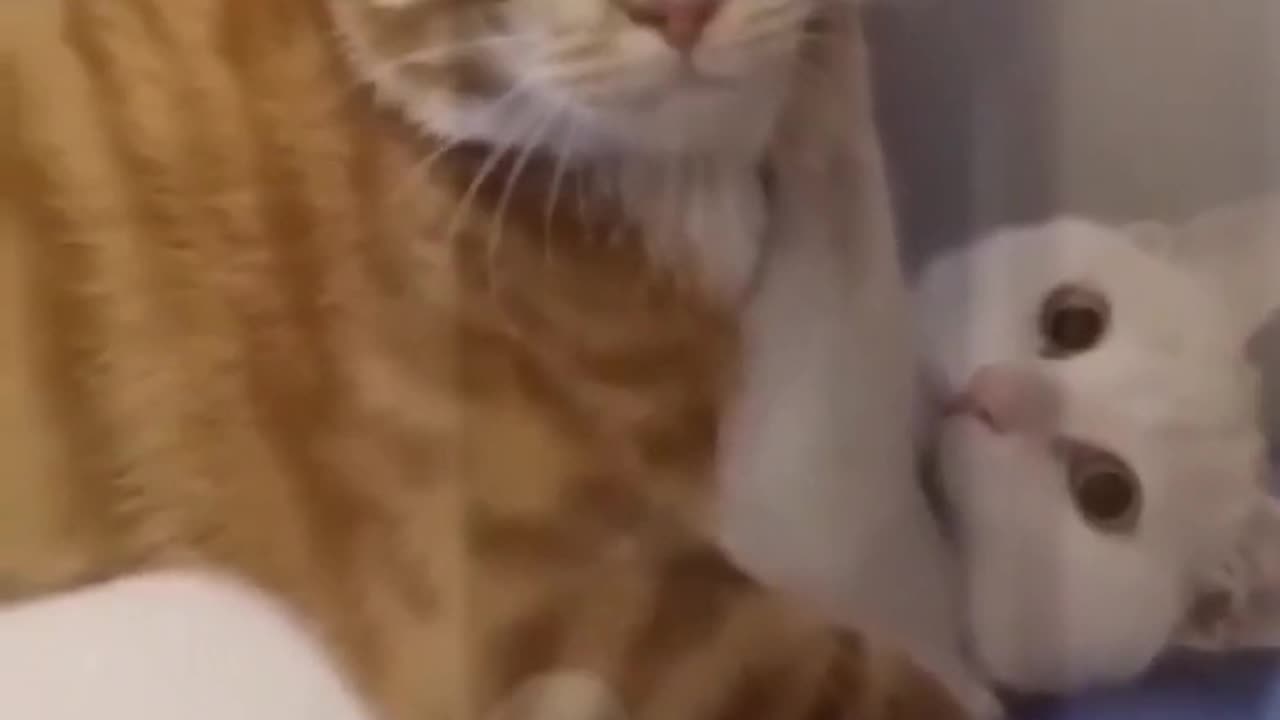 Funny cat 😺🤣