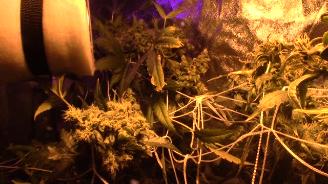 batch #2 growth journal