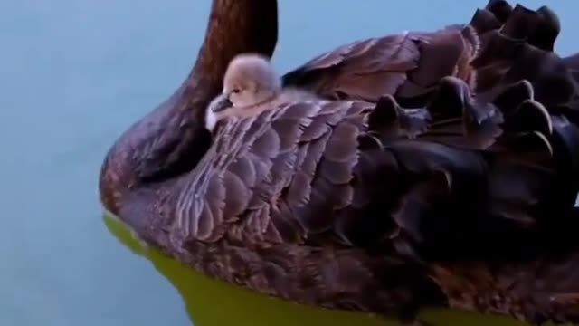 The swan