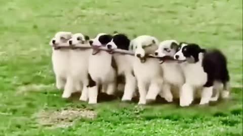 Australian Shepherd