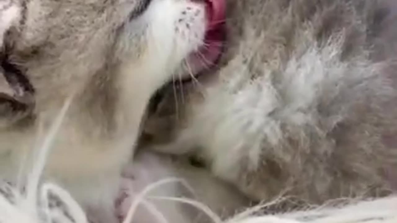 Awww Funny Cute Lovely Cats Kissing Together _ Funny Baby Cat Videos