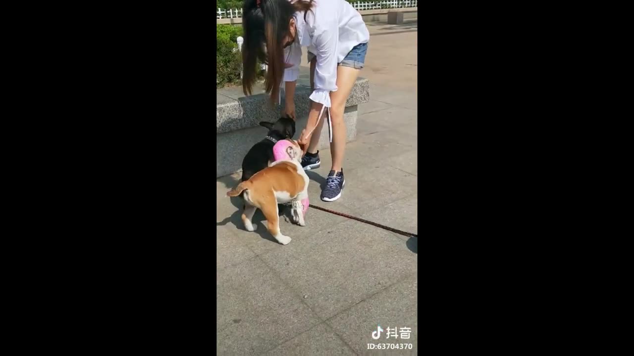 Tik Tok Puppies 🐶 Cute and Funny Dog Videos Compilation 2024