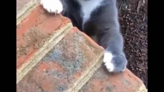 Funniest Cats - Don't try to hold back Laughter