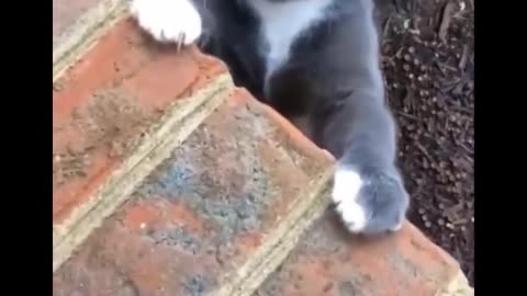 Funniest Cats - Don't try to hold back Laughter