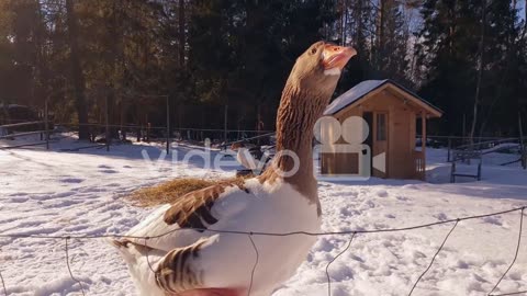 Angry Goose