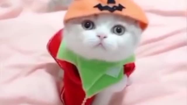 Cats funny video Cats funniest video 🤣😝😜