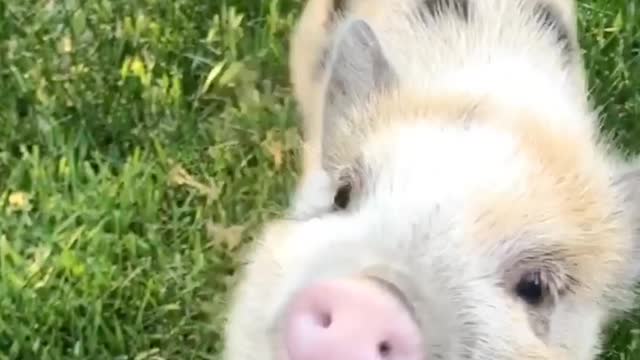 Cutest Pig Chew