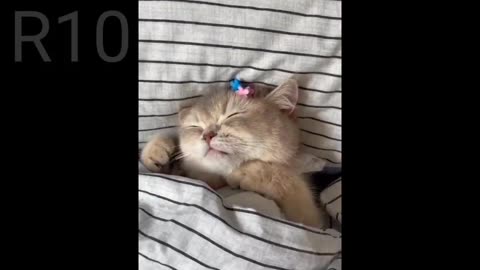 CAT FUNNY VIDEOS || FUNNY VIDEOS || CAT BEST FUNNY VIDEOS