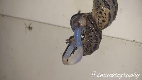 Leopard Slugs Mating #Slugs #nature #Mating #creatures