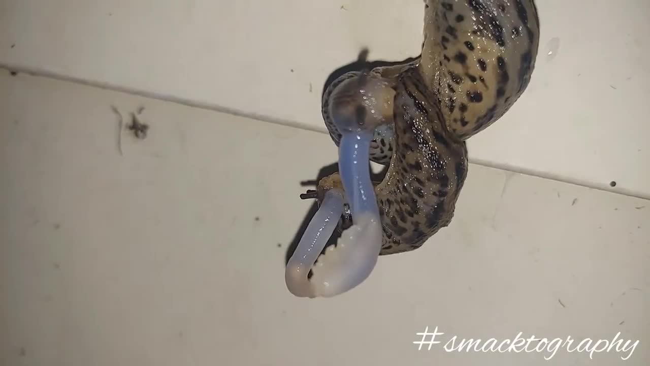 Leopard Slugs Mating #Slugs #nature #Mating #creatures
