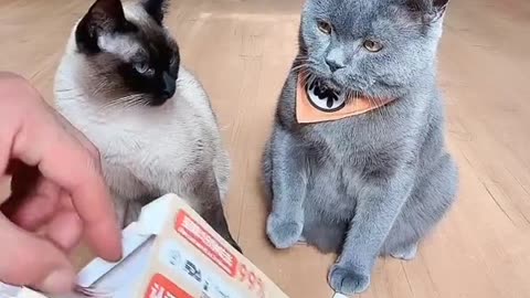 Cute and funny cat video.
