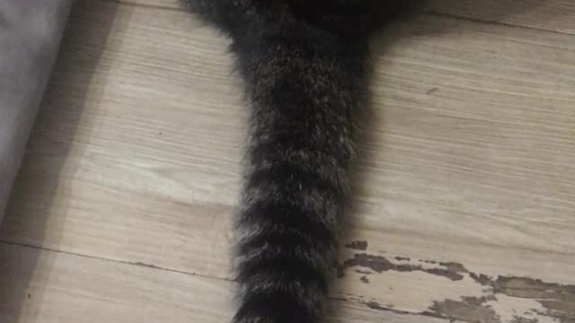 Cat tail avoiding fingers