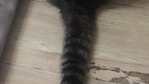 Cat tail avoiding fingers