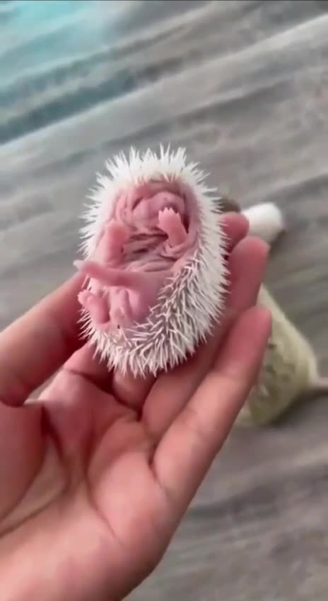 Baby hedgehogs so adorable 🥰