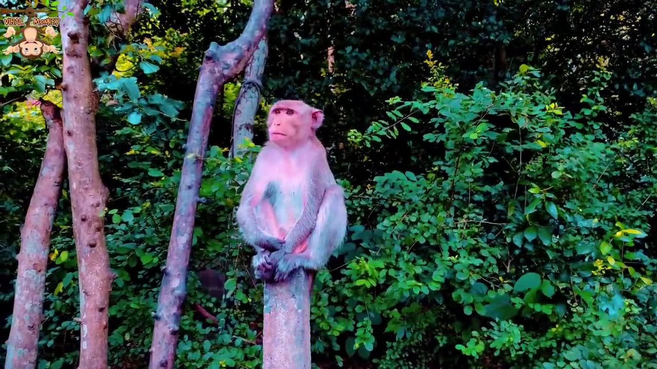 Funny monkey video realistic mode