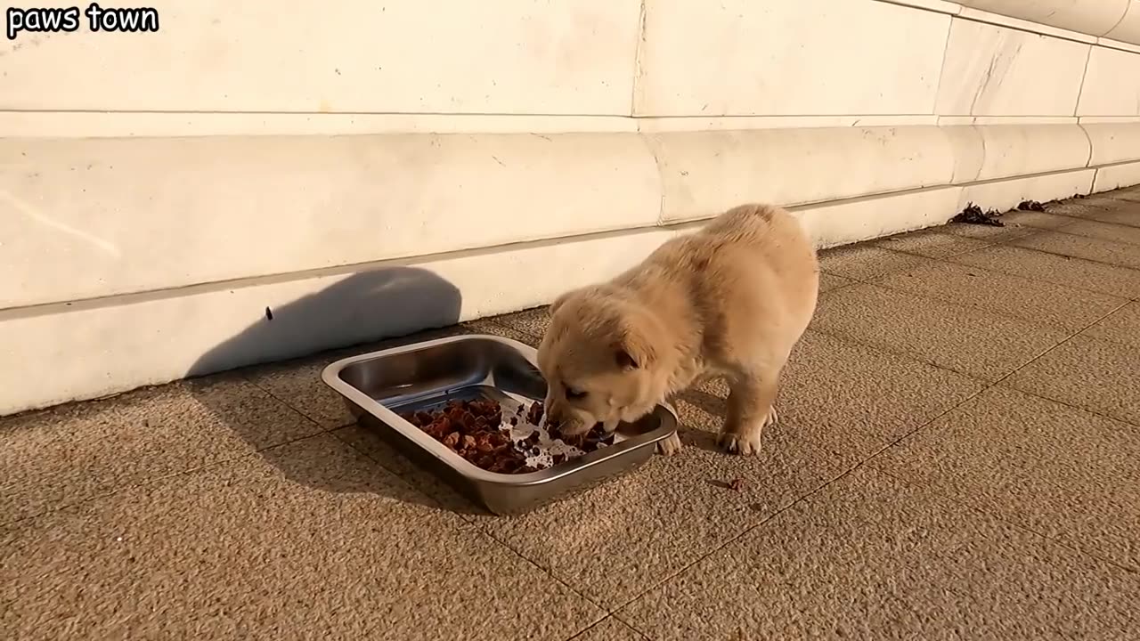 Wolf howling stray puppy looking for mom.