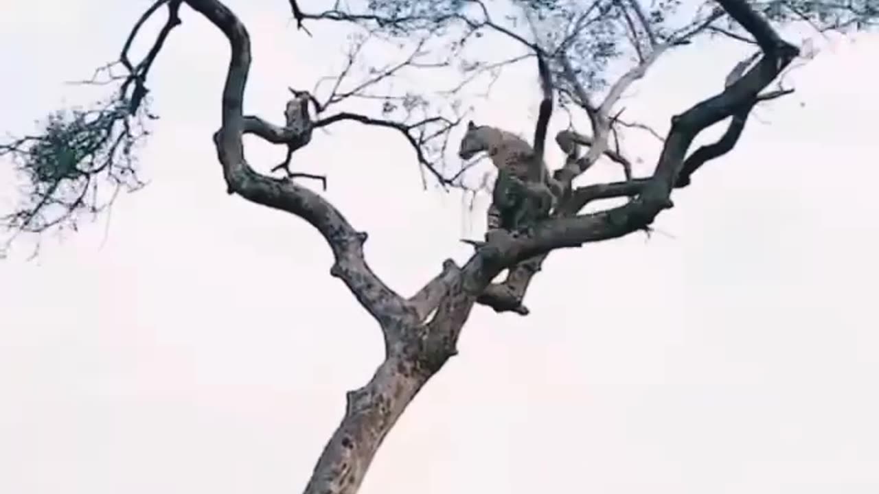 leopard climbing on tree to hunt a monkey