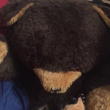 Kittens climbing on a giant teddy bear