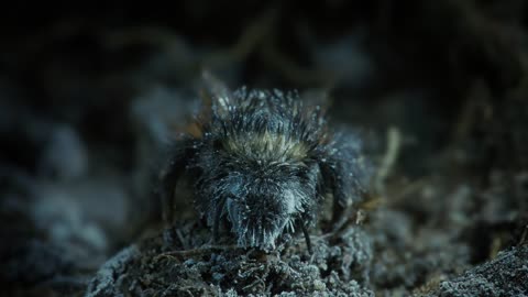 Arctic: Our Frozen Planet Trailer | BBC Earth