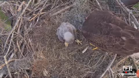 Mama & Papa Eagle Feeding there Eaglet 🕊🦅