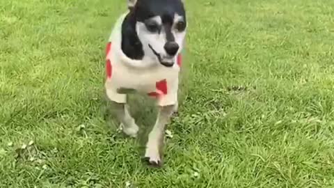 The ever-happy dog ​​you've never seen