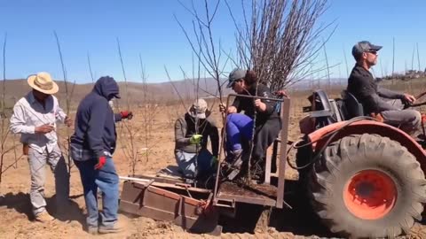 Picking Billions Of Plums In California