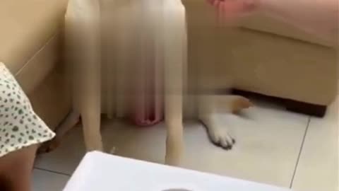 Lovely hungry dog