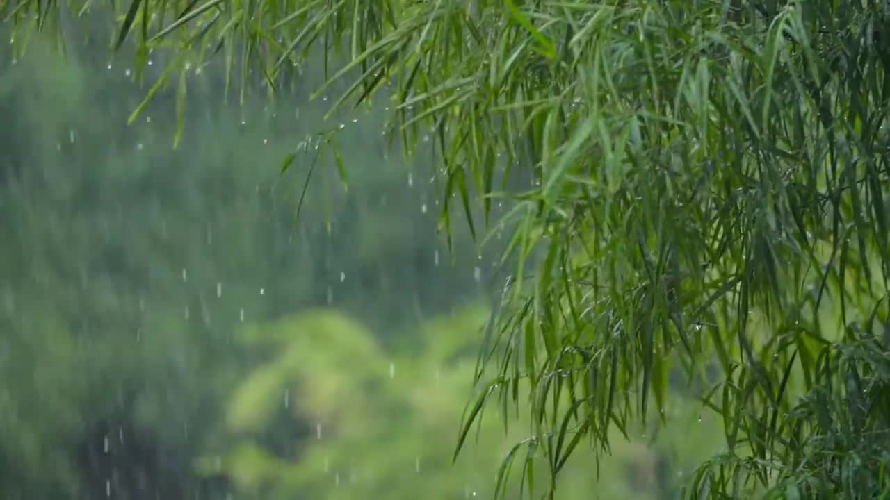 Nature Sounds Rain Sounds for Sleeping, Sleep Aid for Everybody