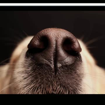 Did You Know? Dogs sniff good smells with their left nostril || FACTS || TRIVIA