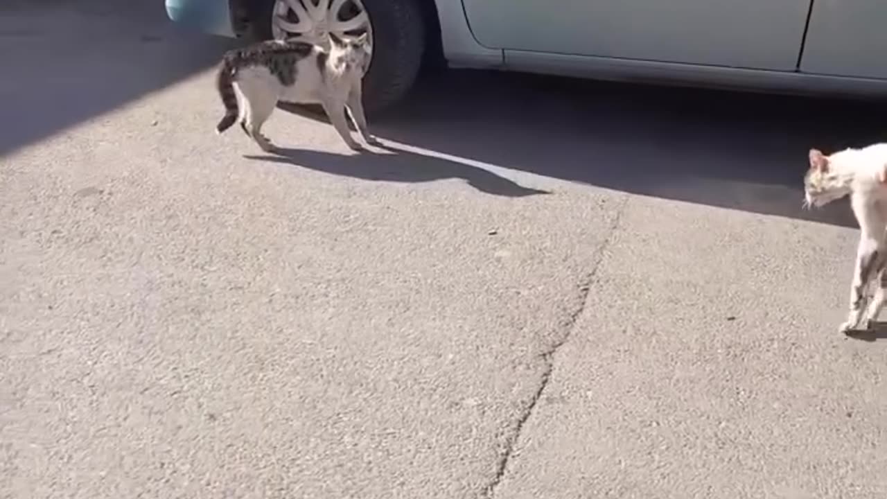 He walked the cat off like a naughty kid 🤣