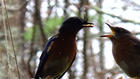 Bluebird Love