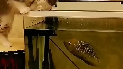 cat vs fish 🐟 😍 ♥️ 😳