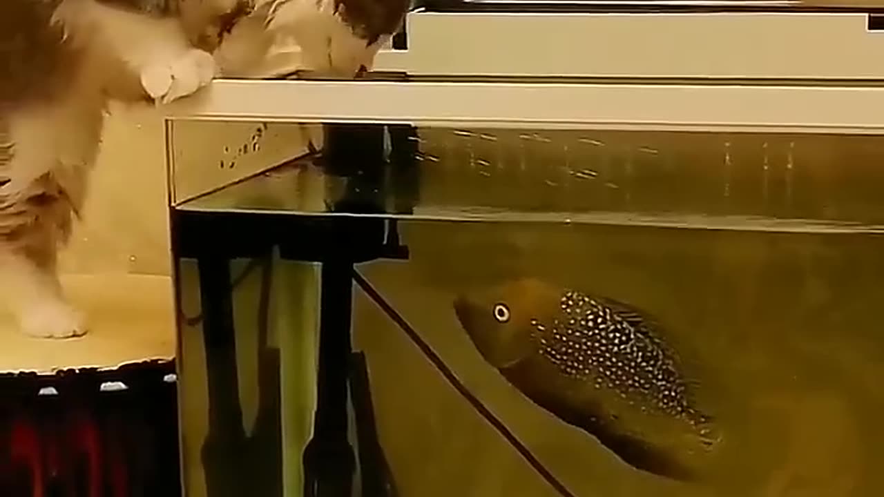 cat vs fish 🐟 😍 ♥️ 😳