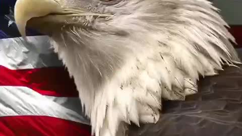 Time For America To Meet The Real Biden’s | #CHECKMATE ♟