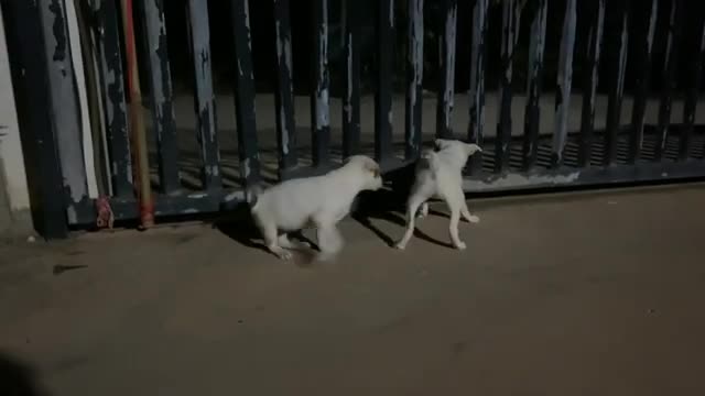 Beautiful Puppies - GiGi & JuJu Arrived New Home - Video Pet Blog