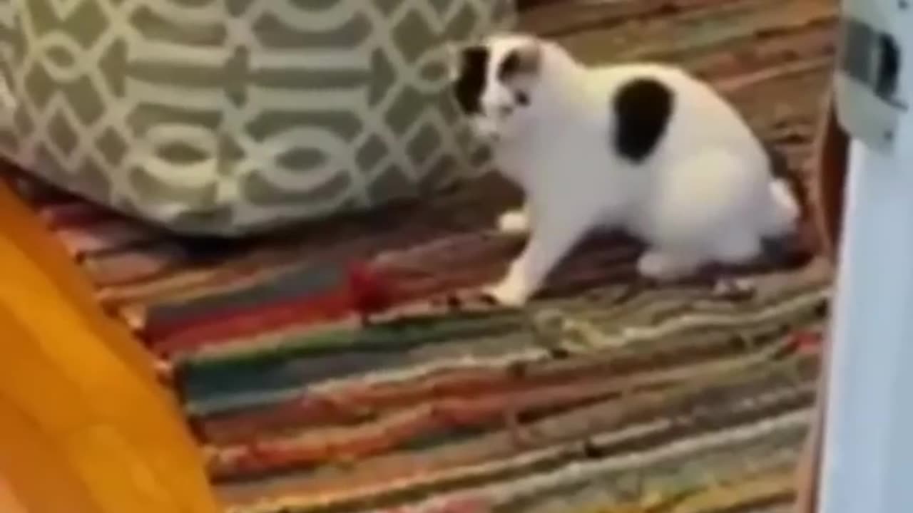 Funny Animal Videos Compilation 2022
