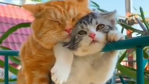 Sleepy Beauties - sparkles hearts - Cute cat video heart Eyes 💐