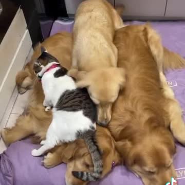 Dog cat sleeping funny