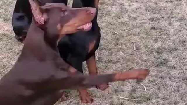 Doberman Pinscher - Dog brain training Master #shorts