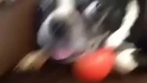 7 Second Funny Vines Funny Dog