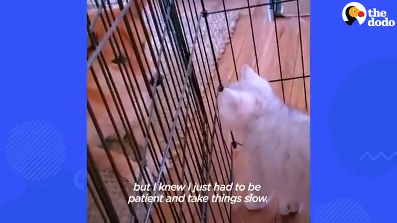 Dog Didn_t Like Cuddling Until A Kitten Came Into His Life _ The Dodo(360P