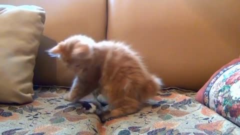 😺 Cute Animal Funny Video Compilation | Cute Cat Funny Video Compilation 😺 #2023