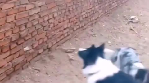 Cat and dogs funny video.