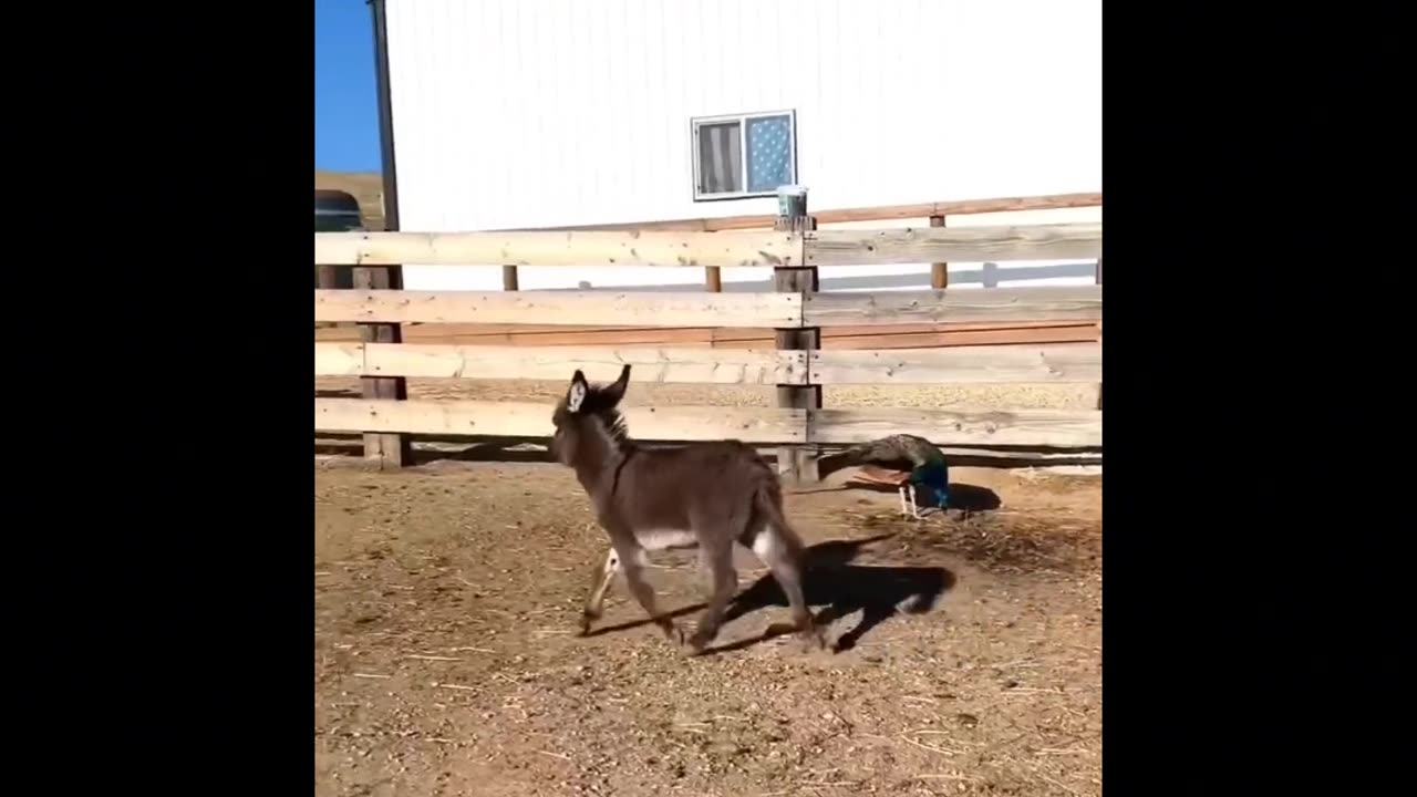 Hilarious Animal Antics