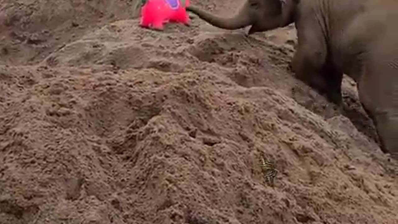 Baby elephant and her new toy