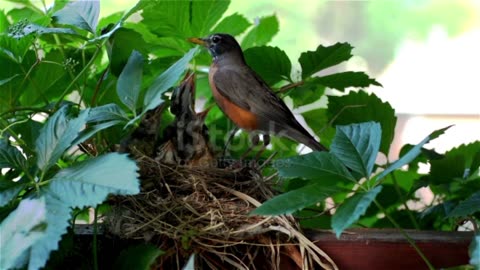 Birds are very beautiful.