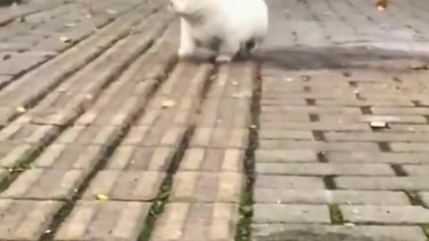 Funniest Videos 2023😂Funny Cats🐱and Dogs🐶Part 2 #funny dog#funnycats #animals #babycat #cutecat